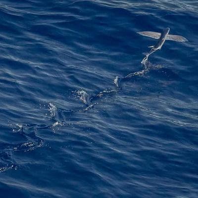 Premium Green Cardamom (8mm) view 3