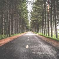 Premium Green Cardamom (8mm) view 2